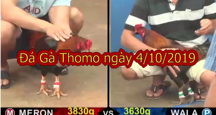 Đá Gà Campuchia MỚI NHẤT ngày 4/10/2019