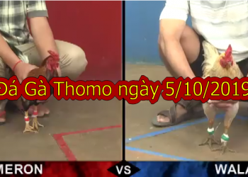 Đá gà Thomo trực tiếp thứ 7 ngày 5/10/2019
