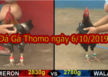 Đá Gà Campuchia Trực Tiếp ngày 6/10/2019