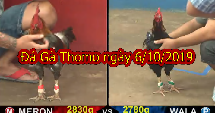 Đá Gà Campuchia Trực Tiếp ngày 6/10/2019