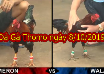 Trực tiếp Đá Gà Casino Thomo thứ 3 ngày 8/10/2019