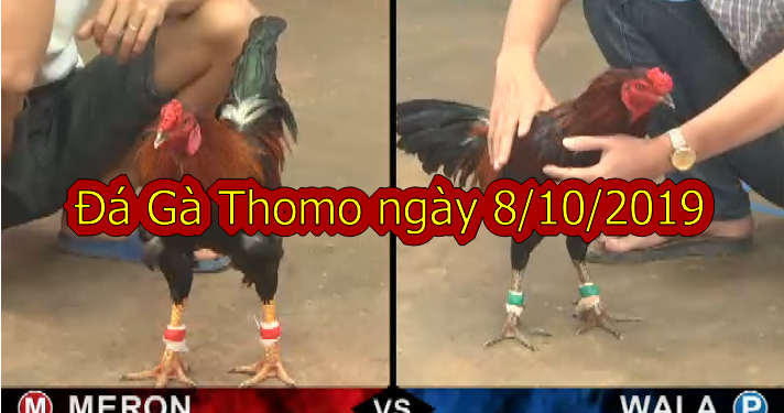 Trực tiếp Đá Gà Casino Thomo thứ 3 ngày 8/10/2019