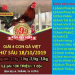 [LIVE] Đá Gà Trực Tiếp “Giải 4 con gà Việt” ngày 18/10/2019