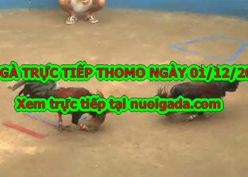 Trực tiếp đá gà Hôm Nay ngày 1/12/2019