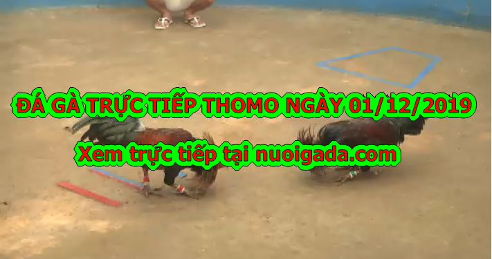 Trực tiếp đá gà Hôm Nay ngày 1/12/2019