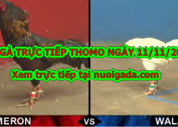 Đá gà trực tiếp 67, thứ 2 ngày 11/11/2019