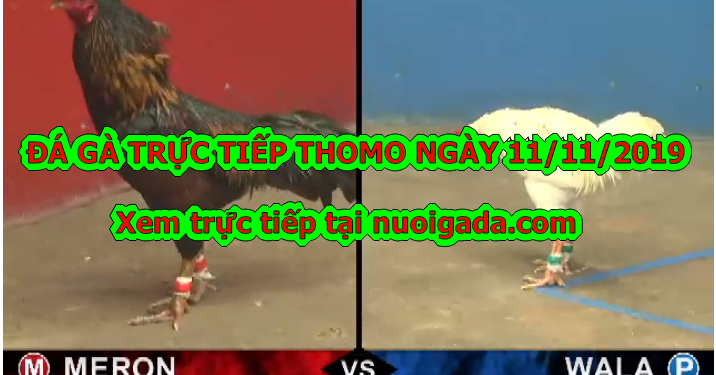 Đá gà trực tiếp 67, thứ 2 ngày 11/11/2019