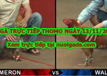 Coi đá gà trực tiếp thứ 4 ngày 13/11/2019