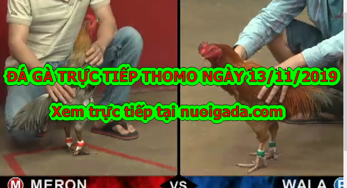 Coi đá gà trực tiếp thứ 4 ngày 13/11/2019