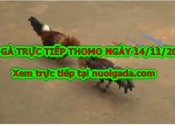 Đá gà trực tiếp Thomo Hôm Nay ngày 14/11/2019