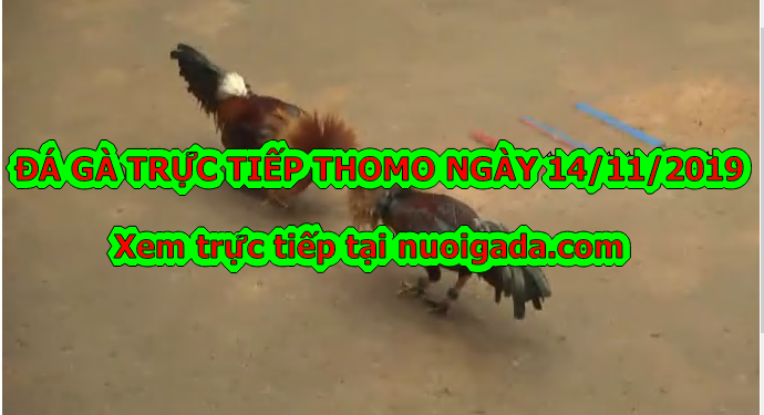 Đá gà trực tiếp Thomo Hôm Nay ngày 14/11/2019
