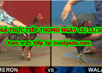 Xem đá gà trực tiếp Thomo thứ 6 – 15/11/2019