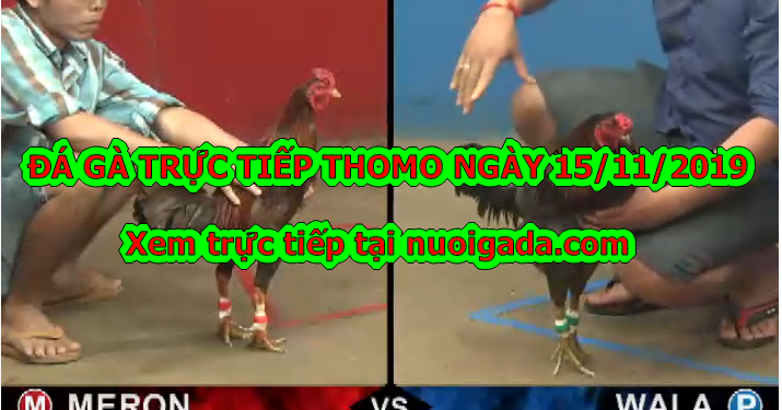 Xem đá gà trực tiếp Thomo thứ 6 – 15/11/2019