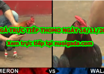 Xem đá gà trực tiếp Thomo thứ 6 – 15/11/2019