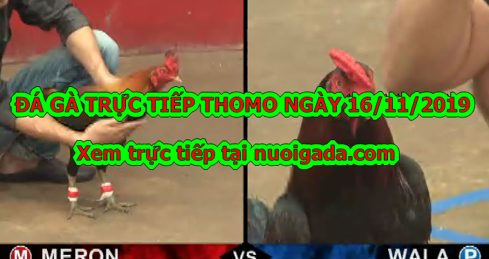 Xem đá gà trực tiếp Thomo thứ 6 – 15/11/2019