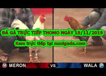 Trực tiếp đá gà Campuchia ngày 18/11/2019