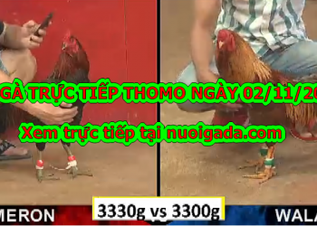 Đá Gà Thomo Hôm Nay thứ 7 ngày 2/11/2019