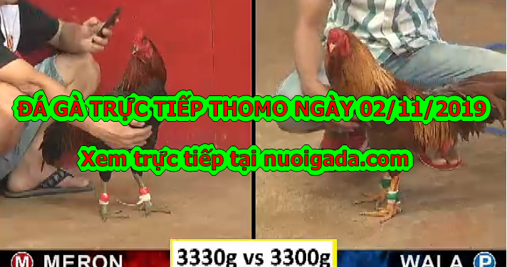 Đá Gà Thomo Hôm Nay thứ 7 ngày 2/11/2019