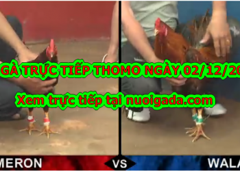 Xem đá gà trực tiếp thứ 2 ngày 02/12/2019