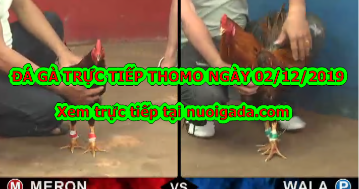 Xem đá gà trực tiếp thứ 2 ngày 02/12/2019