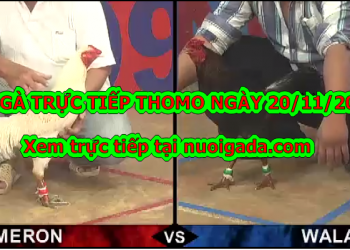 Đá gà Campuchia trực tiếp ngày 20/11/2019