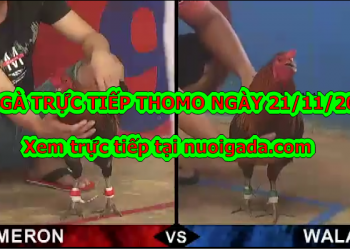 Xem đá gà trực tiếp casino Thomo ngày 21/11/2019