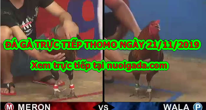 Xem đá gà trực tiếp casino Thomo ngày 21/11/2019