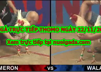 Coi đá gà trực tiếp thứ 6 ngày 22/11/2019