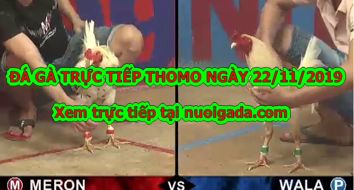 Coi đá gà trực tiếp thứ 6 ngày 22/11/2019