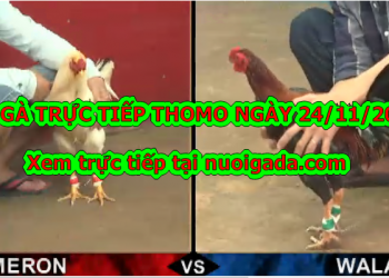 Đá gà trực tiếp 999 CỰC HAY ngày 24/11/2019