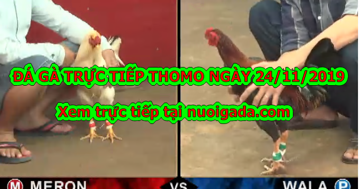 Đá gà trực tiếp 999 CỰC HAY ngày 24/11/2019