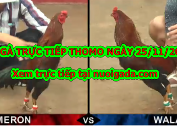 Xem đá gà trực tiếp thứ 2 ngày 25/11/2019