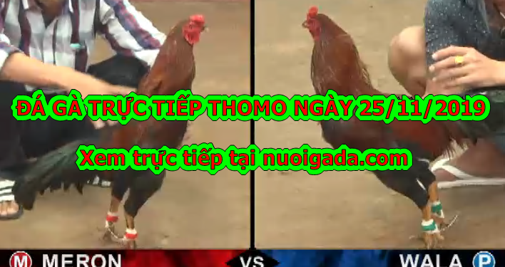 Xem đá gà trực tiếp thứ 2 ngày 25/11/2019