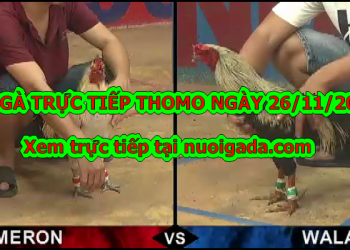 Đá gà trực tiếp hôm nay thứ 3 ngày 26/11/2019