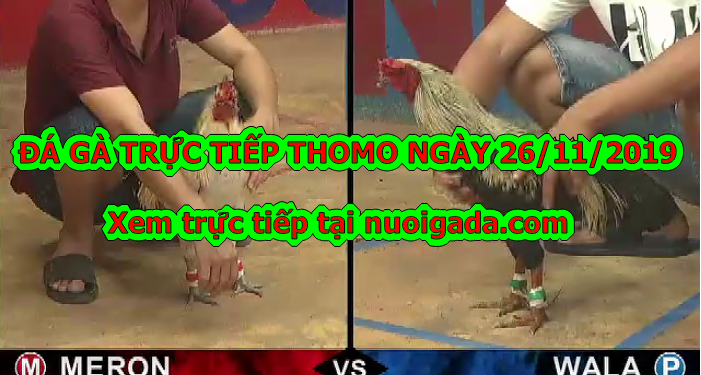 Đá gà trực tiếp hôm nay thứ 3 ngày 26/11/2019