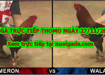 Đá gà trực tiếp (có bình luận) – thứ 4 ngày 27/11/2019