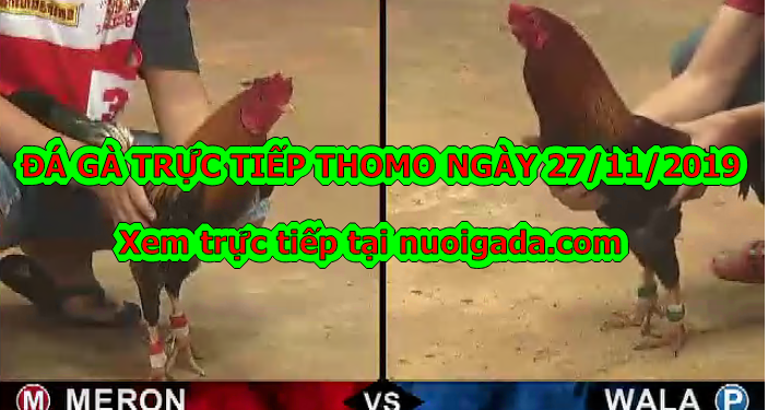 Đá gà trực tiếp (có bình luận) – thứ 4 ngày 27/11/2019