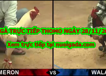 Xem đá gà trực tiếp Campuchia ngày 28/11/2019