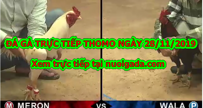 Xem đá gà trực tiếp Campuchia ngày 28/11/2019