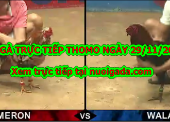 Trực tiếp đá gà Casino thứ 6 ngày 29/11/2019