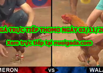 Đá Gà Trực Tiếp Hôm Nay, CN ngày 3/11/2019