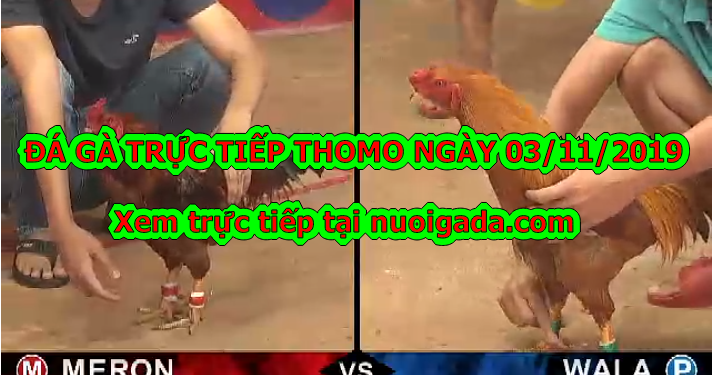 Đá Gà Trực Tiếp Hôm Nay, CN ngày 3/11/2019