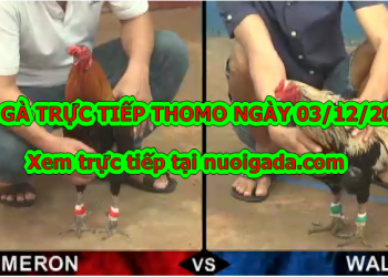 Đá gà Thomo Hôm Nay (TRỰC TIẾP) ngày 3/12/2019