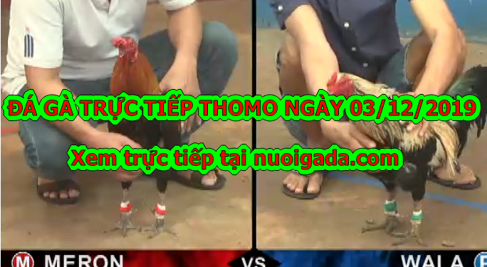 Đá gà Thomo Hôm Nay (TRỰC TIẾP) ngày 3/12/2019