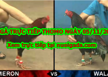 Đá gà Thomo trực tiếp thứ 3 ngày 5/11/2019