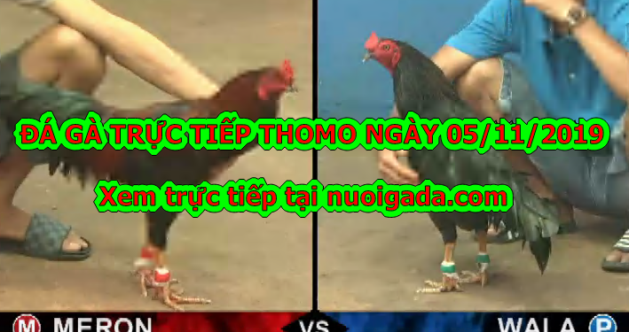 Đá gà Thomo trực tiếp thứ 3 ngày 5/11/2019