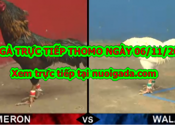 Đá Gà trực tiếp Campuchia ngày 6/11/2019