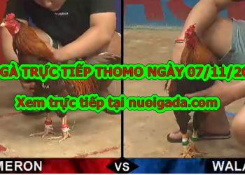 Trực tiếp đá gà Casino Thomo thứ 5 ngày 7/11/2019