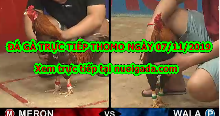 Trực tiếp đá gà Casino Thomo thứ 5 ngày 7/11/2019