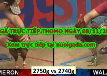 Đá gà Thomo trực tiếp Hôm Nay ngày 8/11/2019